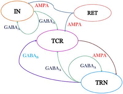 Causal Role of Thalamic Interneurons in Brain State Transitions: A Study Using a Neural Mass Model Implementing Synaptic Kinetics